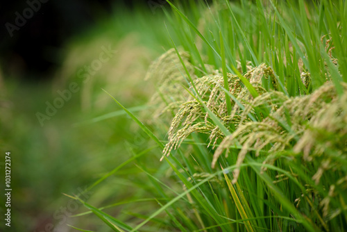 Rice planted in the farmland is growing #1031272374