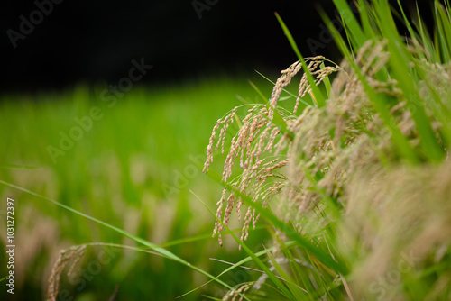 Rice planted in the farmland is growing #1031272397