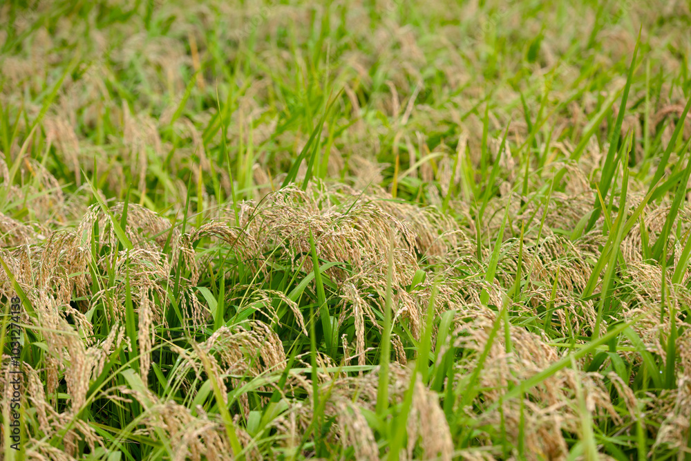 A large area of rice that is about to mature has fallen over A large area of rice that is about to mature has fallen over