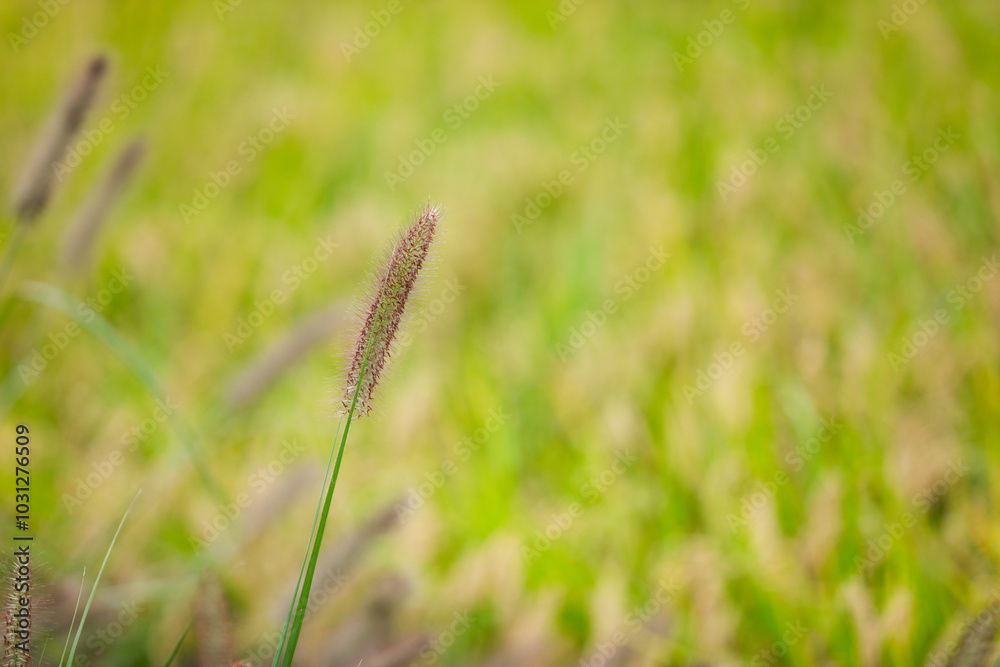 Wild Pennisetum greening ornamental plant Wild Pennisetum greening ornamental plant