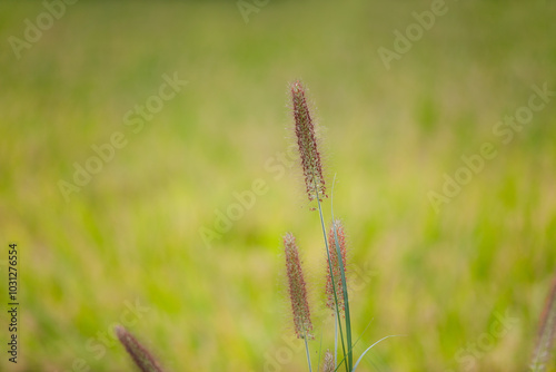 Wild Pennisetum greening ornamental plant photo