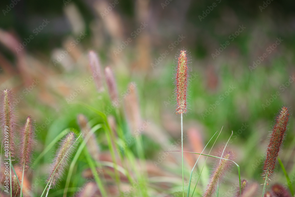 Wild Pennisetum greening ornamental plant Wild Pennisetum greening ornamental plant