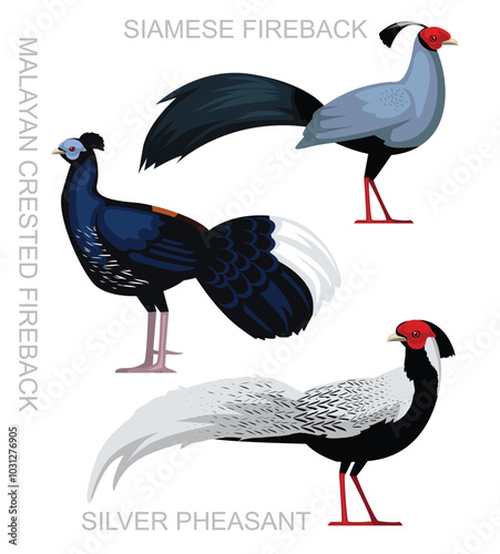 Bird Pheasant Siamese Fireback Set Cute Cartoon Vector