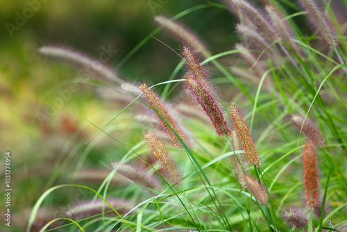 Wild Pennisetum greening ornamental plant photo