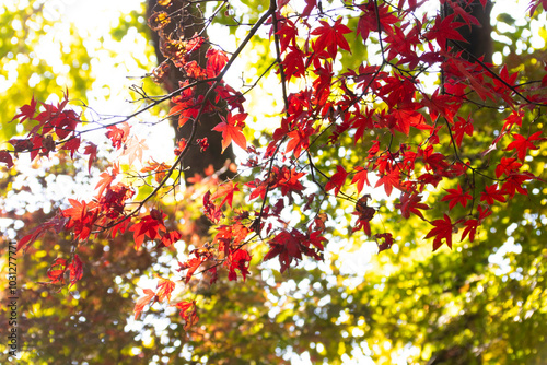 紅葉