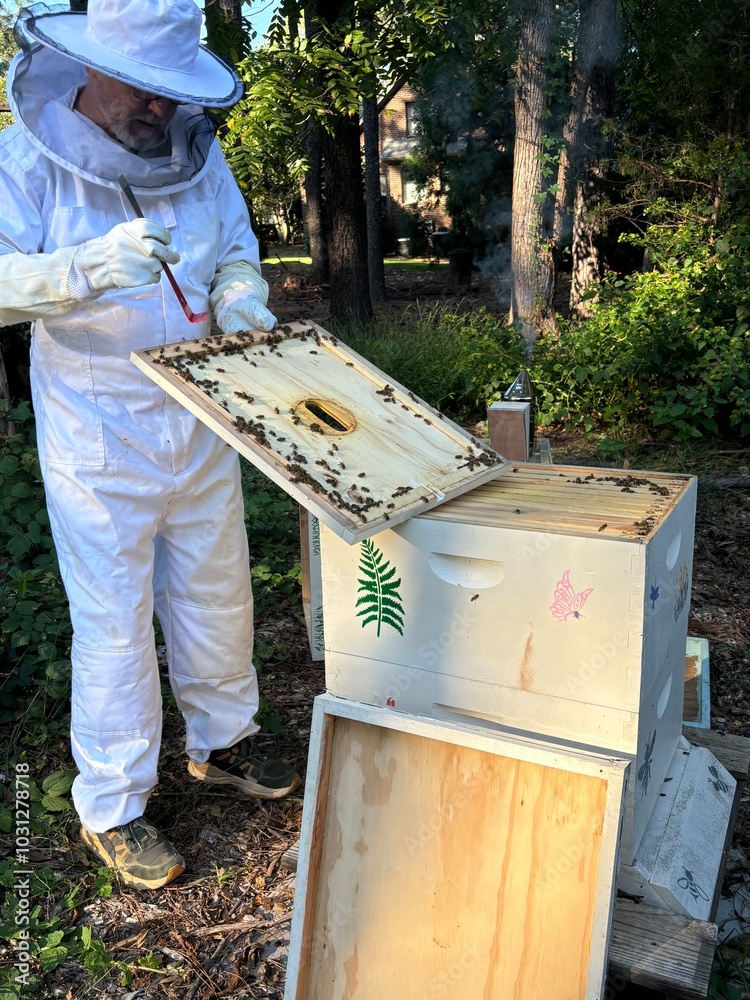 Beekeeper tending to hive in beekeeper suit, friendly nature photo process of honey harvest Beekeeper tending to hive in beekeeper suit, friendly nature photo process of honey harvest