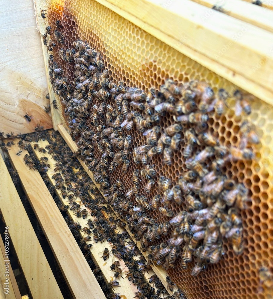 aesthetic bee hive and bee keeping with wooden hives, hive tending process, honey bee keeping aesthetic bee hive and bee keeping with wooden hives, hive tending process, honey bee keeping