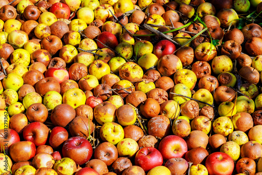 Garden is infected with diseases, apples falling from trees rot in ground are decaying. Garden is infected with diseases, apples falling from trees rot in ground are decaying.