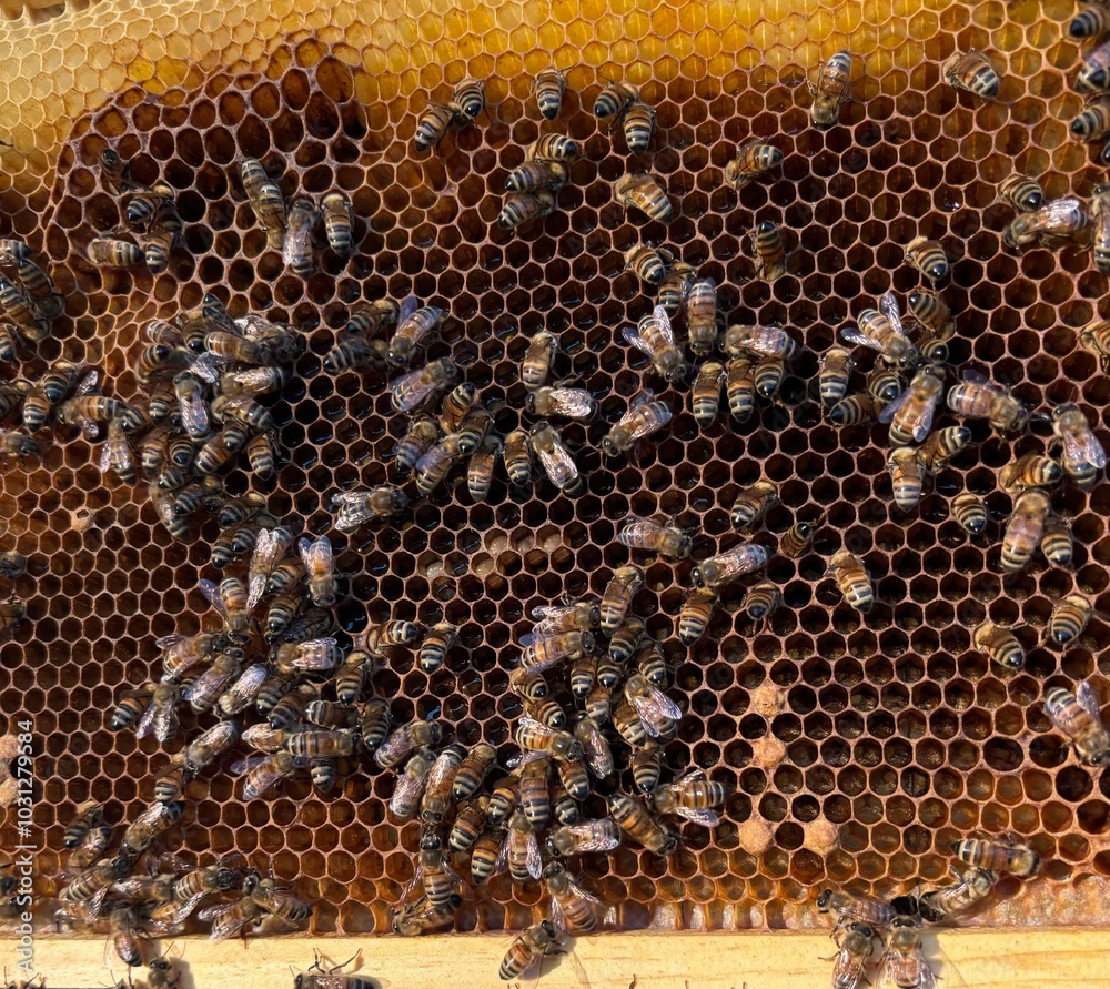 Honey bees in hive with capped brood cells Honey bees in hive with capped brood cells