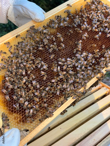 aesthetic bee hive and bee keeping with wooden hives, hive tending process, honey bee keeping