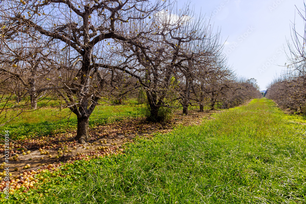 Infestations of diseases in gardens, decaying apples falling from trees in gardens. Infestations of diseases in gardens, decaying apples falling from trees in gardens.