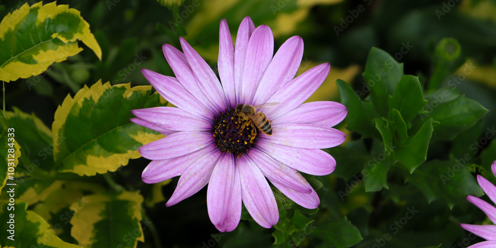 Obraz premium Flor morada