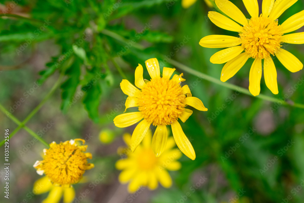 yellow flowers in the garden yellow flowers in the garden