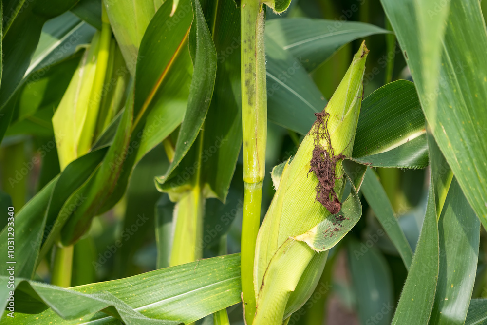 Nature's Treasure: A Ripe Corn Cob Hanging from a Stalk Nature's Treasure: A Ripe Corn Cob Hanging from a Stalk