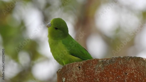 Parrotlet