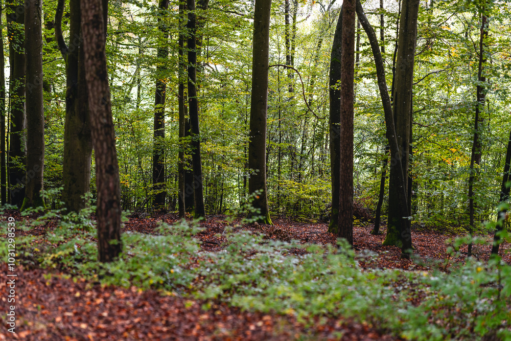 Beautiful scenery of autumn nature with fallen and orange foliage in the forest of Bavaria. Autumn in the forest with mushrooms and colorful leaves Beautiful scenery of autumn nature with fallen and orange foliage in the forest of Bavaria. Autumn in the forest with mushrooms and colorful leaves