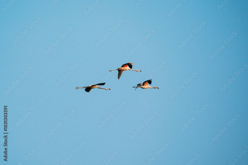 Obraz premium flamingo
