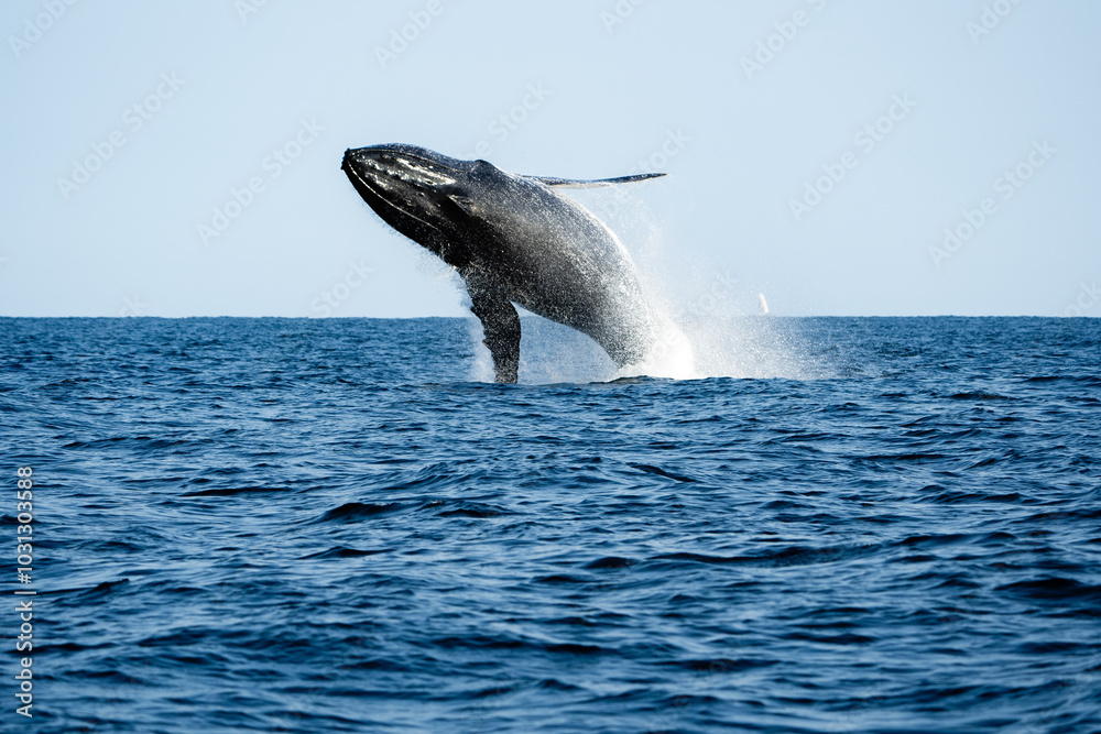 Fototapeta premium humpback whale jumping