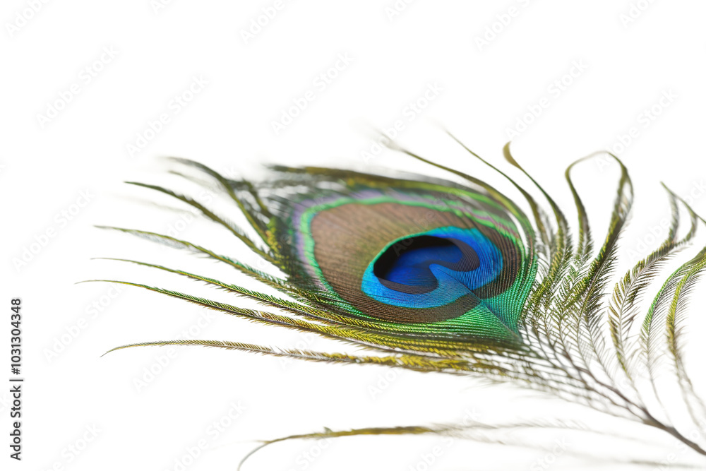 Obraz premium A close-up view of the intricate details on a peacock feather