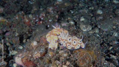 Two different nudibranchs sit on a rock at night, huddled close to each other. Pulchell's Hypselodoris (Hypselodoris pulchella) жёлтые пятна. Tryon's Hypselodoris (Hypselodoris tryoni). photo