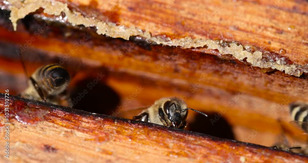 bees and their hive with wooden honeycomb frames, a bee hive with honey bees in sunny weather in summer