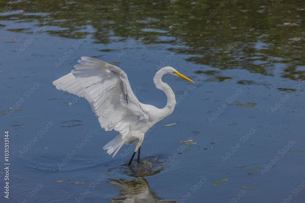 Fototapeta premium Egret Landed In The Water, 