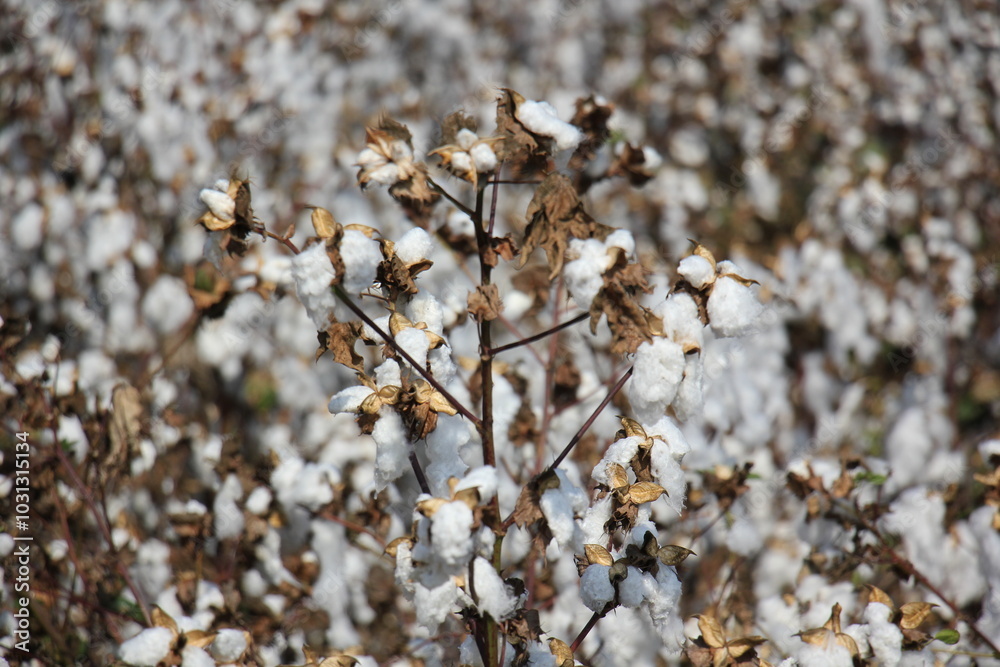 white cotton grows in a collective farm field white cotton grows in a collective farm field