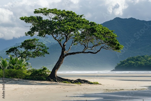 A solitary tree with sprawling roots on a sandy beach against a backdrop of green hills and a cloudy sky. photo