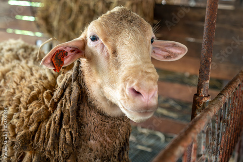 goat and sheep farm for food at  Tarlac , Philippines
 photo