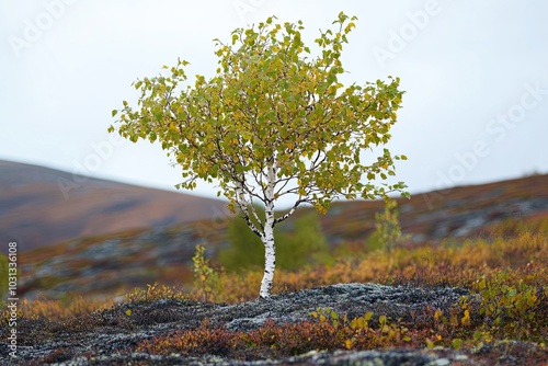 A Single Birch Tree Standing Alone in a Field of Autumnal Colors photo