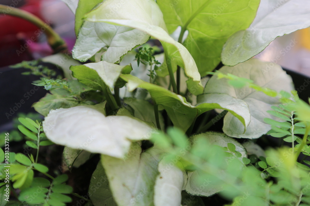 beautiful and green flower gardens beautiful and green flower gardens