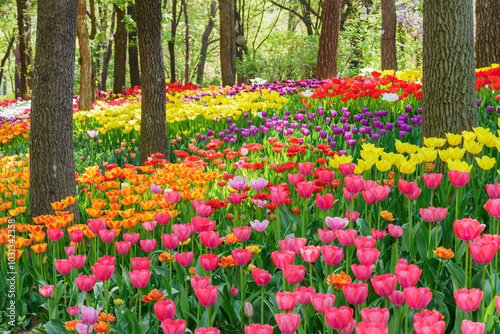 Wallpaper Mural Toned picture of field of colorful tulips outdoor in sunny day Colorful Tulips Landscape in Korea Torontodigital.ca