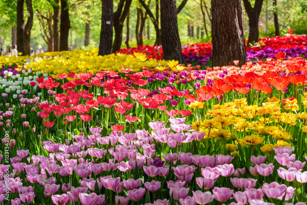 Fototapeta premium Toned picture of field of colorful tulips outdoor in sunny day Colorful Tulips Landscape in Korea