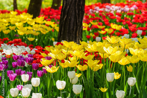 Toned picture of field of colorful tulips outdoor in sunny day Colorful Tulips Landscape in Korea