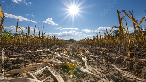a field of dying crops under an intense sun, symbolizing the effect of climate change on global agriculture and food security
