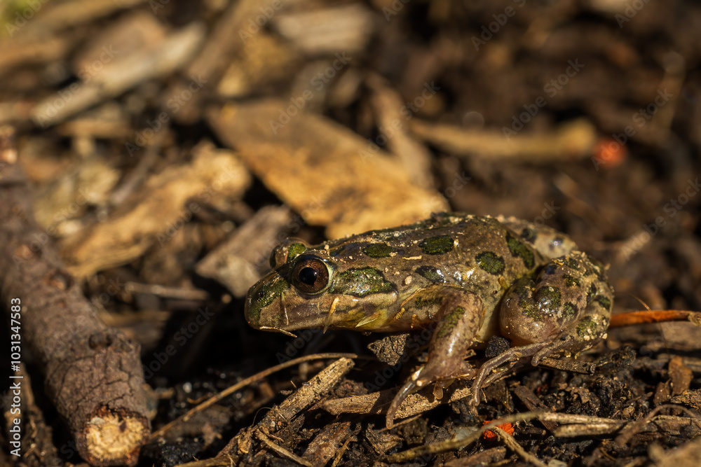 A very small Australian froglet known as the Common Eastern Froglet (Crinia signifera) A very small Australian froglet known as the Common Eastern Froglet (Crinia signifera)