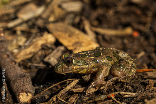A very small Australian froglet known as the Common Eastern Froglet (Crinia signifera) photo