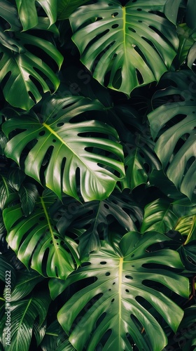 Wallpaper Mural Vibrant tropical wallpaper featuring large monstera leaves enhancing a serene living space with nature's beauty Torontodigital.ca