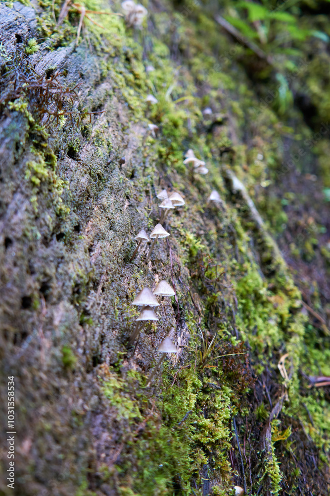 Mushroom Mushroom