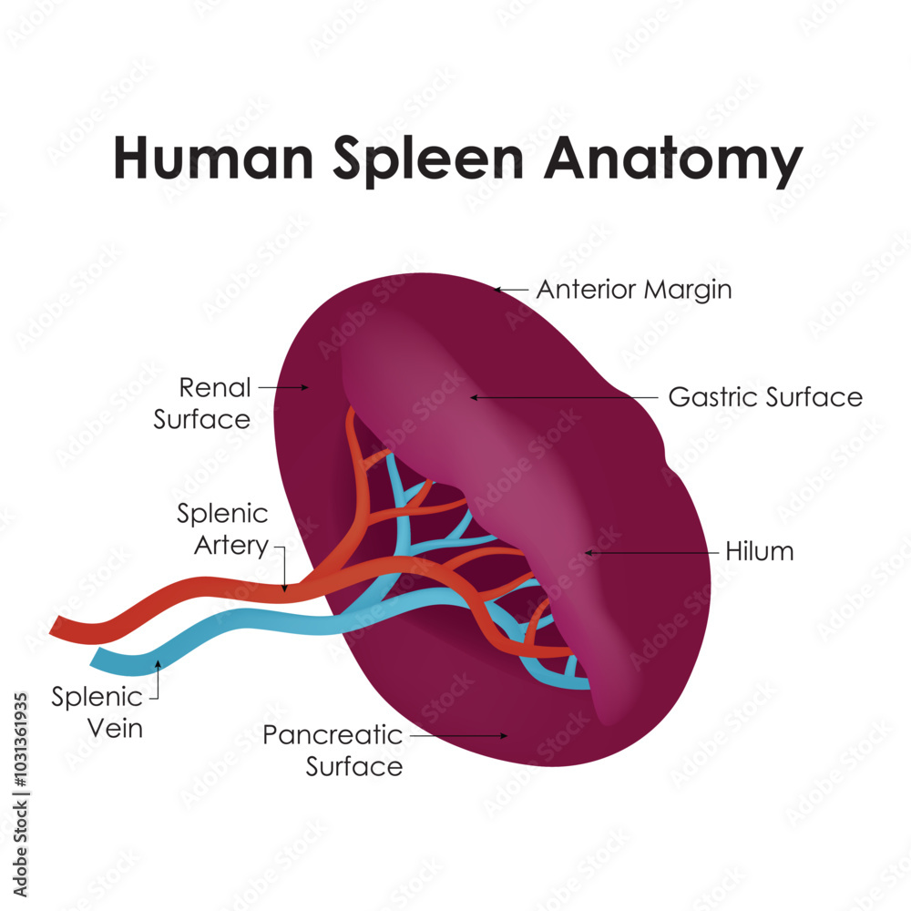Fototapeta premium Human Spleen Anatomy Science Design Vector Illustration Diagram