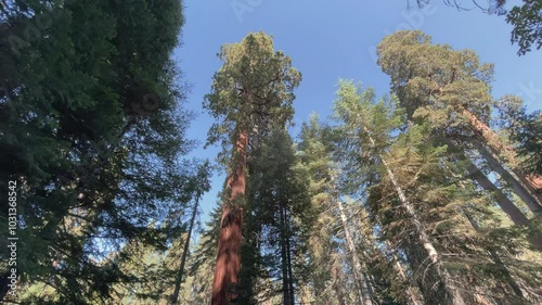 Amazing sequoia tree in the middle of the forest during the summer with clear sky, natural scenery