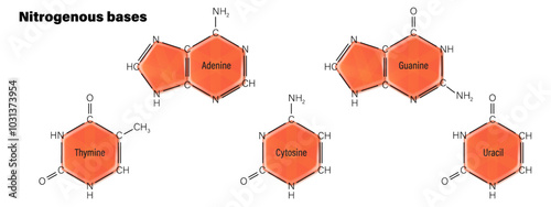 Nitrogenous base. Thymine, Cytosine, Uracil, Adenine and Guanine. Vector for genetic studies.