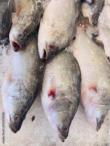 Display of fresh fish for sale at local market