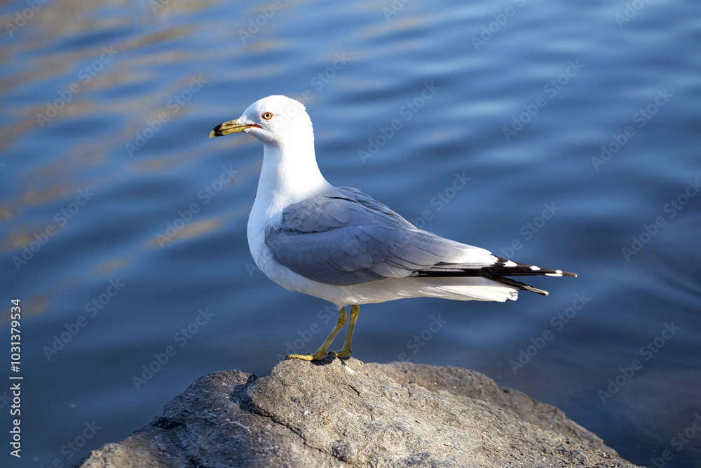 Ring-billed Gull on a Rock by the Water
Ring-billed Gull on a Rock by the Water