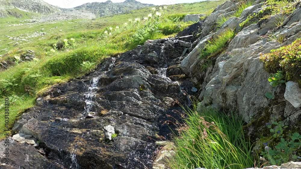Creek in the mountains with flowers and the relaxing sound of water - static shot Creek in the mountains with flowers and the relaxing sound of water - static shot