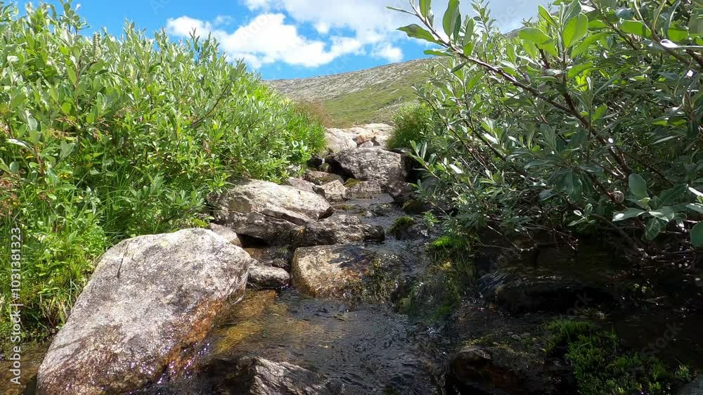 Wild narrow river flowing through the bushes in the mountains - static shot Wild narrow river flowing through the bushes in the mountains - static shot
