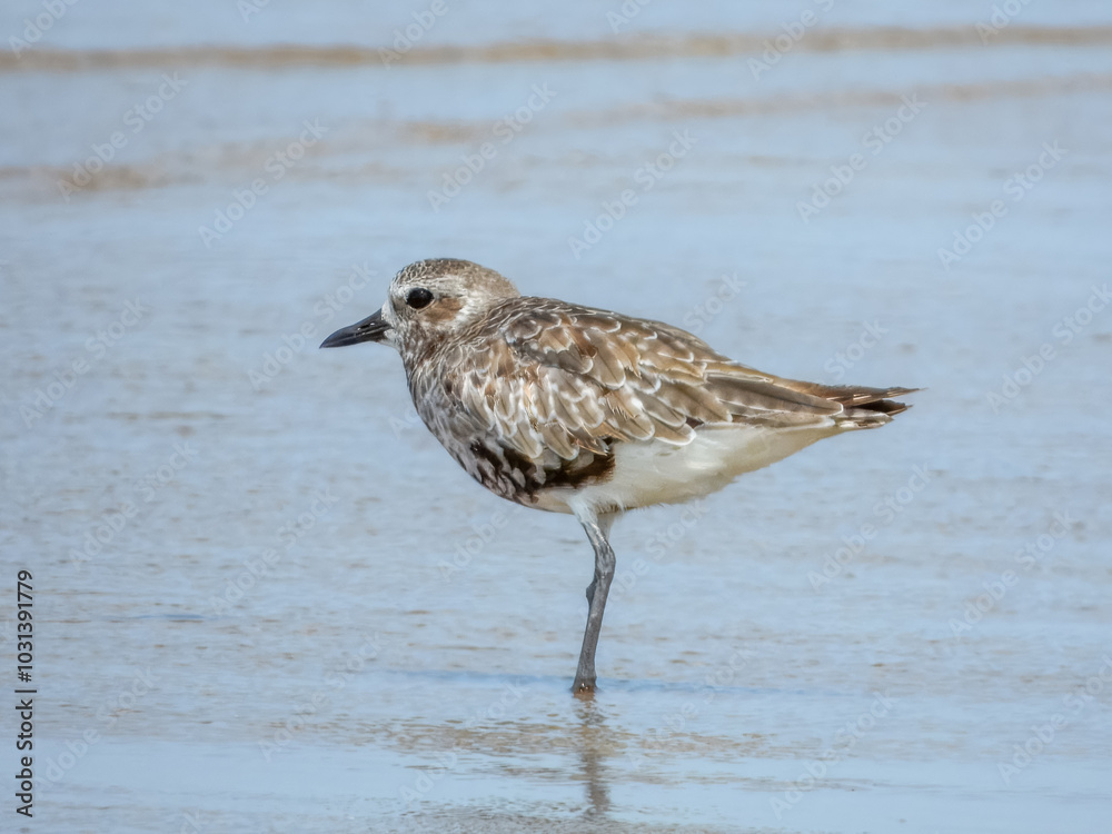 Grey Plover - Pluvialis squatarola in Australia Grey Plover - Pluvialis squatarola in Australia