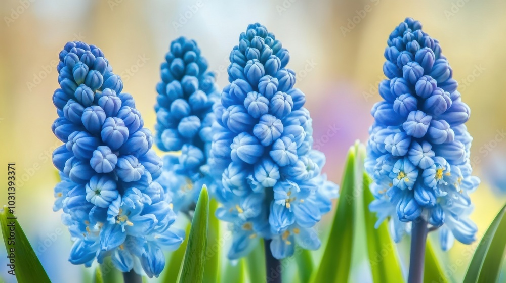 Fototapeta premium Blue spring flowers in full bloom, the soft-focus background creating a dreamy and tranquil effect.