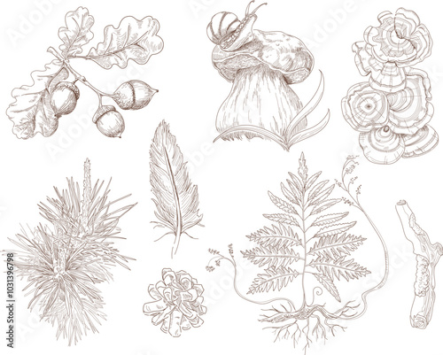 Set natural forest objects leaf oak acorn, mushroom slug snail, spruce branch cone, fern leaf and feather. Vector illustration isolated