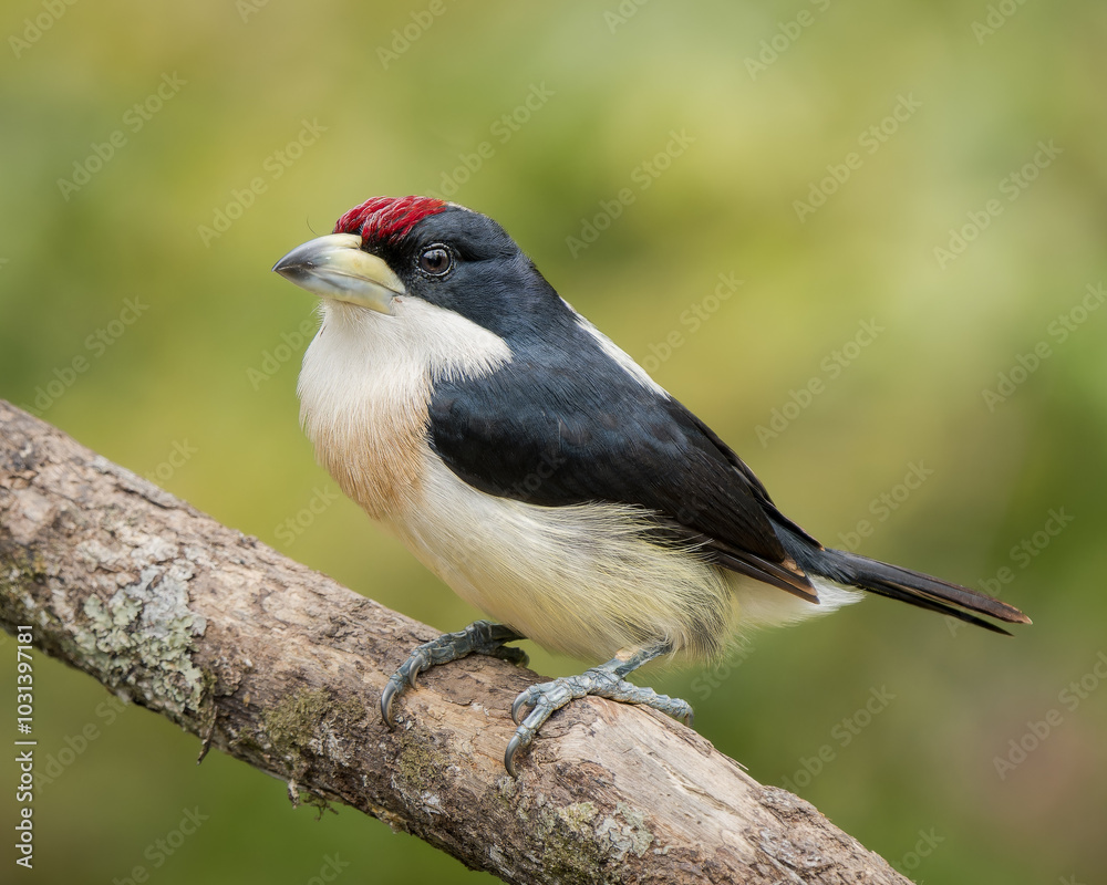 Capito hypoleucus Capito hypoleucus